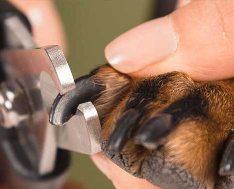 groomer do adorno pet corta a unha de um rottweiler