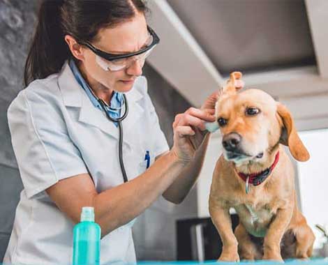 groomer limpa o ouvido de um cachorro SRD