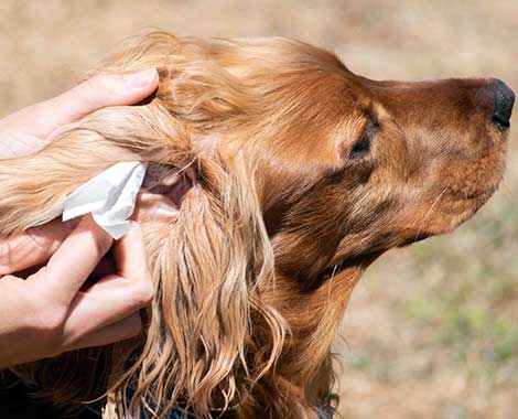 esteticista animal depila o ouvido de um setter irlandês