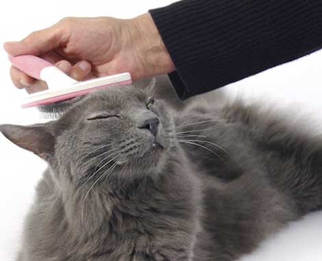 gato recebe uma rasqueadeira que o escova antes do banho